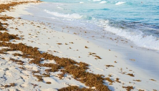 innovador proyecto para convertir el sargazo recolectado en arrecifes artificiales